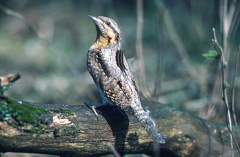 Wendehals (Foto: Archiv BLU)