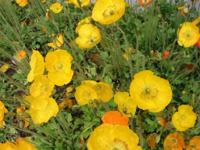 Gelber Mohn